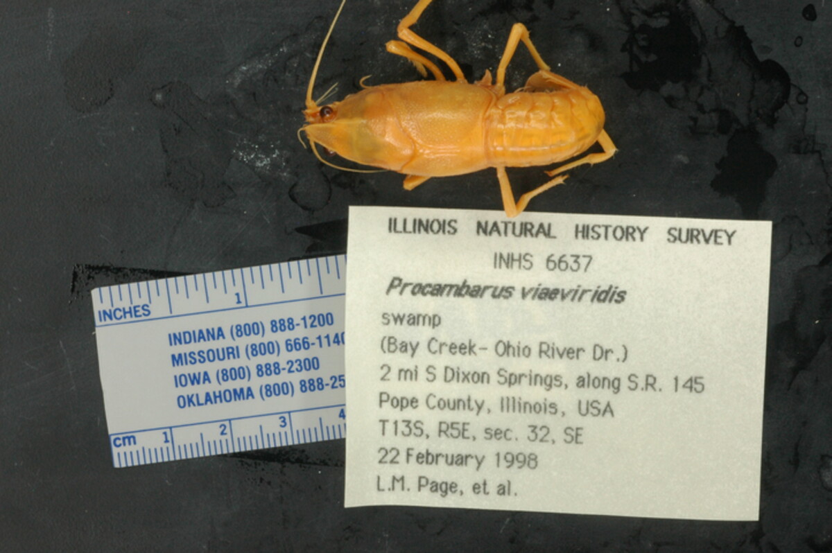 Procambarus viaeviridis image
